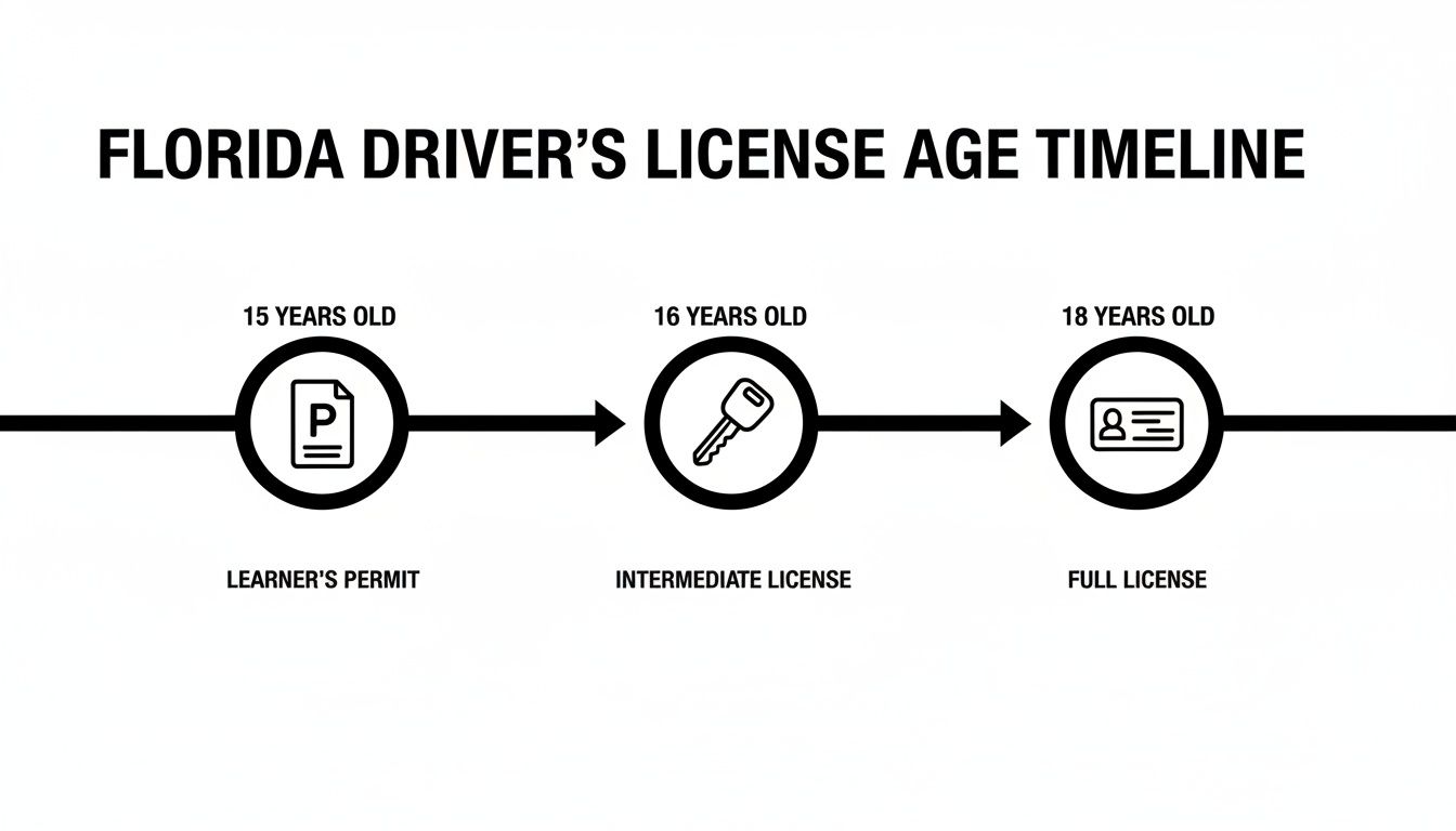 An infographic timeline illustrating Florida driver's license age requirements from learner's permit to full license.